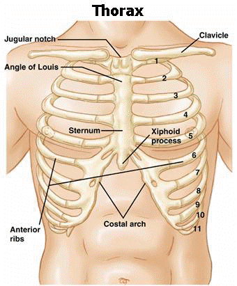 chest bony anatomy image